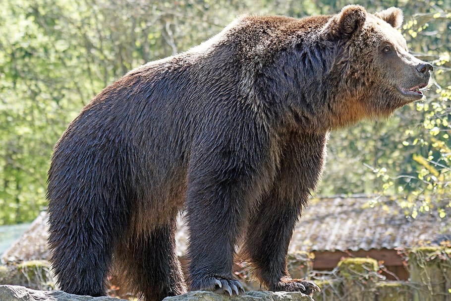 brown bear near green-leafed trees during daytime, zoo, posing HD wallpaper