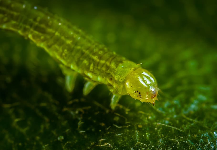 nature, caterpillar, macro, larva, one animal, animal wildlife HD wallpaper