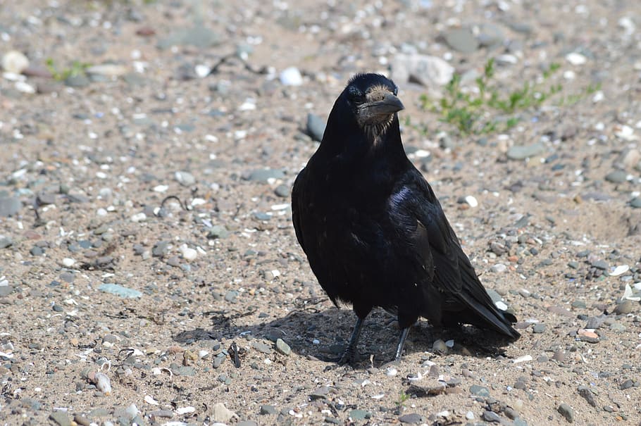 crow, raven, bird, black, animal, nature, wing, feather, wildlife HD wallpaper