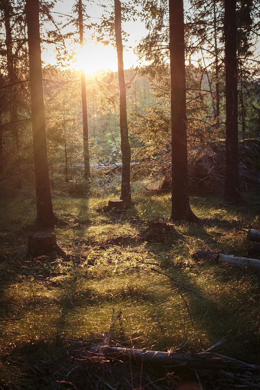 evening, tree, so, sunset, nature, dusk, sky, landscape, abendstimmung HD wallpaper