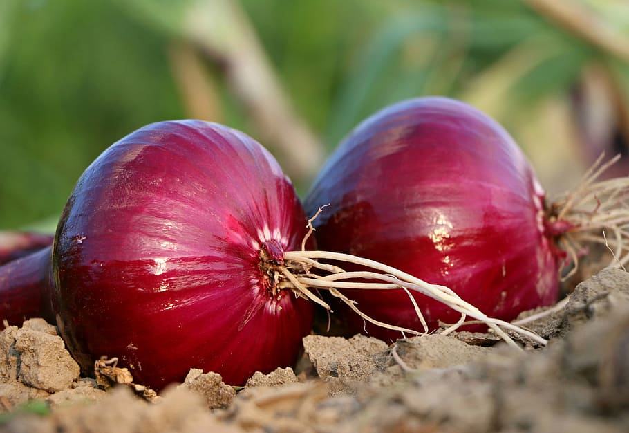 two red onions, why, roots, land, blue, salad, vegetables, tears HD wallpaper