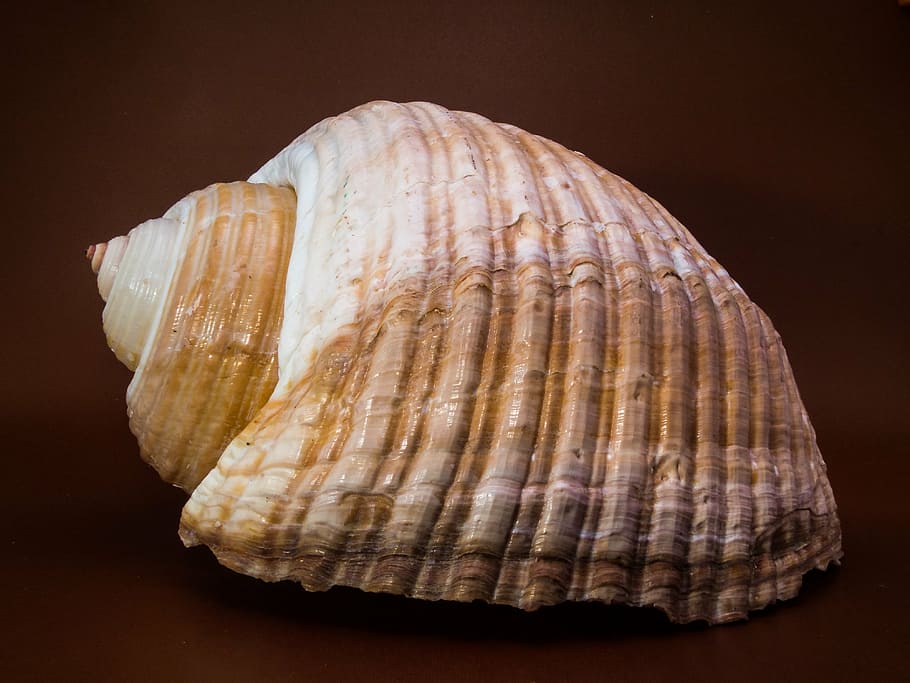 shell, snail, close, studio shot, indoors, animal shell, single object HD wallpaper