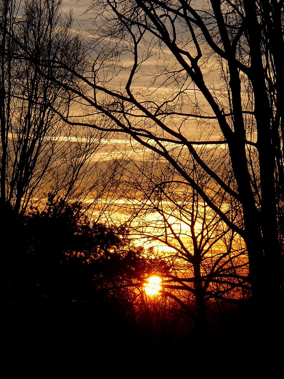 sunset, light, wood, branch, sky, day s, tree, silhouette, plant HD wallpaper