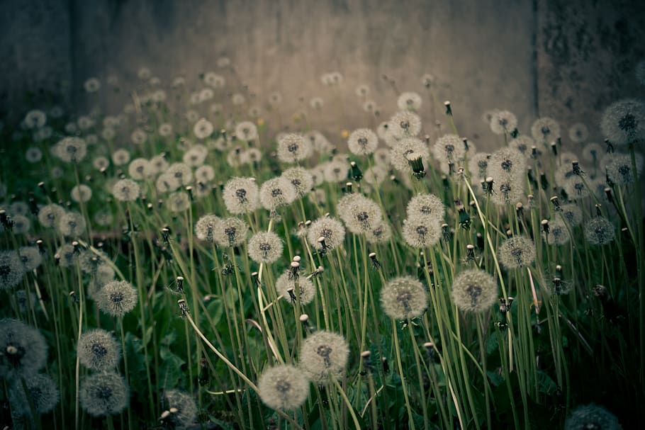 dandelion, mood, nature, background, growth, plant, flower HD wallpaper