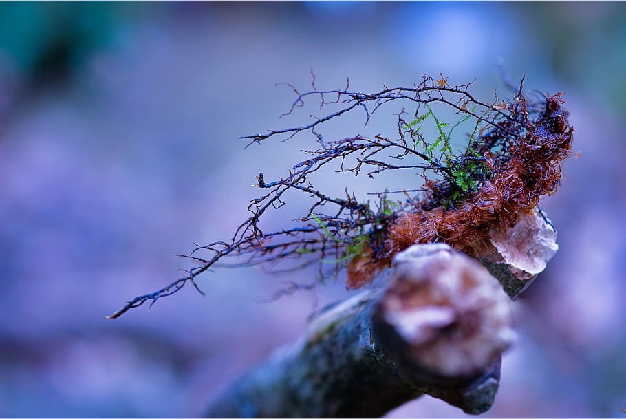 forest, branch, nature, greece, detail, plant, tree, selective focus HD wallpaper