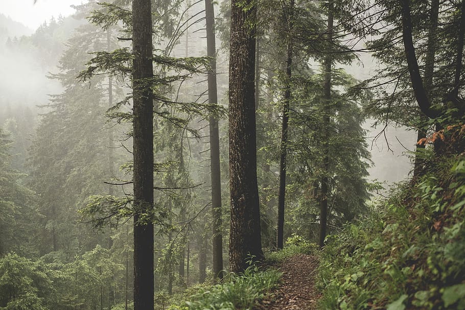 brown alley near green trees, green forest at daytime, mist, fog HD wallpaper
