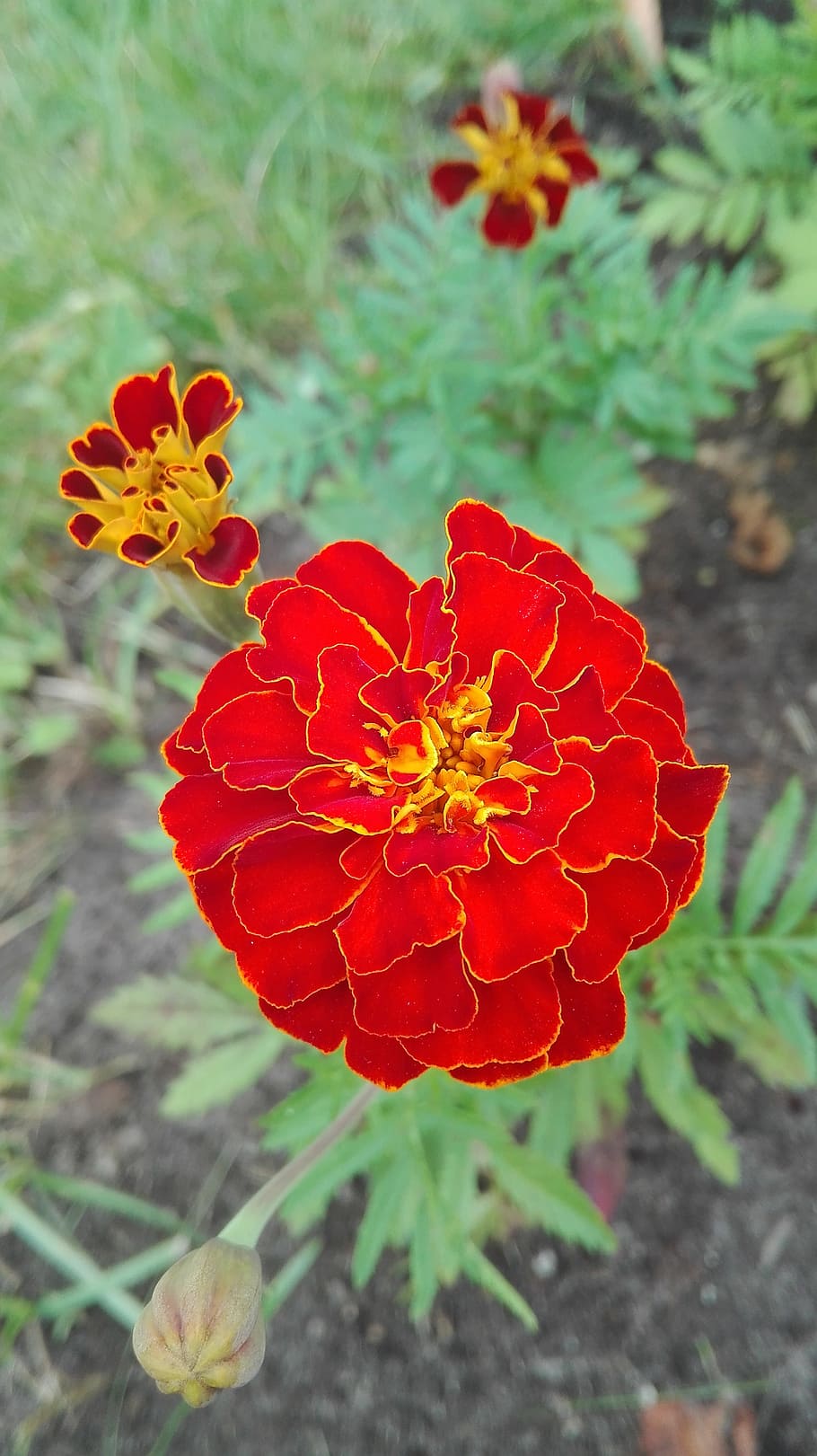 flowers, nature, marigold, flowering plant, petal, fragility HD wallpaper