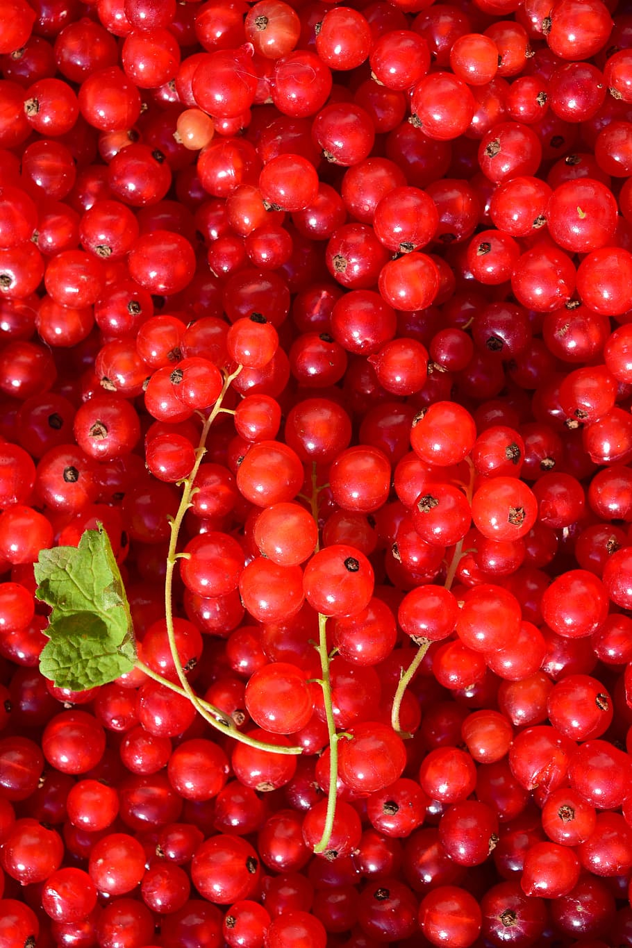 currants, background, structure, fruit, berry, food, red currant HD wallpaper