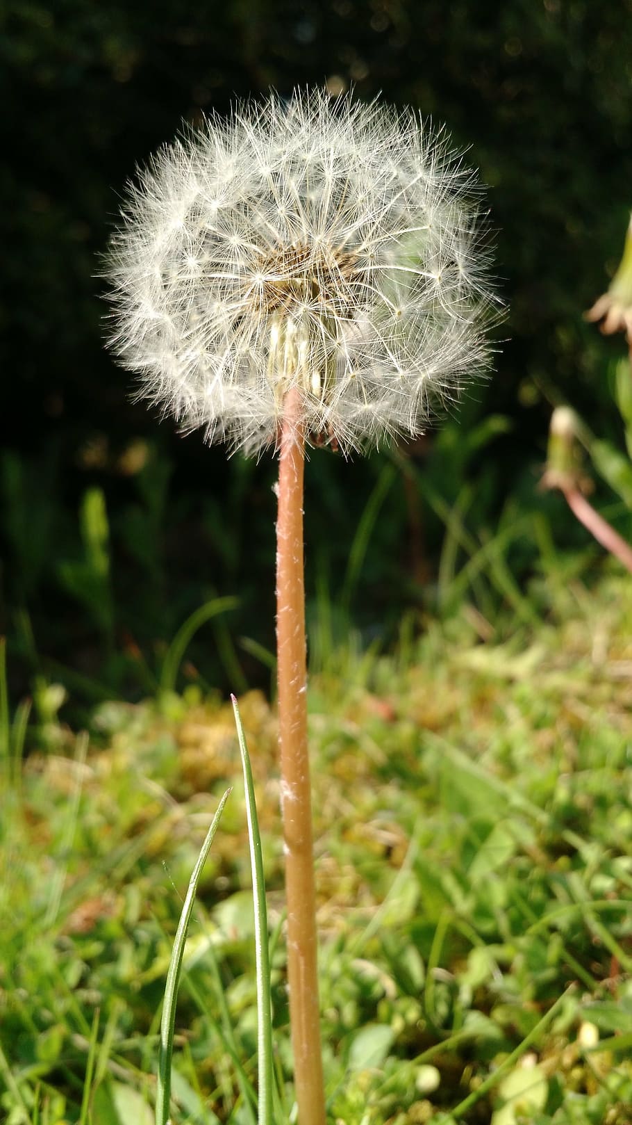 dandelion, meadow, plant, close, spring, stalk, growth, fragility HD wallpaper