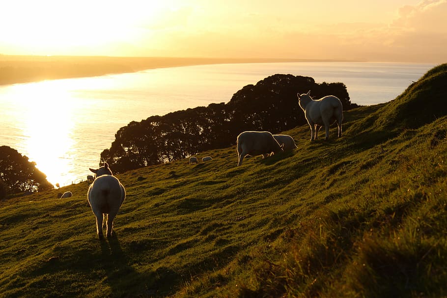 Meadow, Grass, Sea, Sheep, Mountain, grazing sheep, warm light HD wallpaper