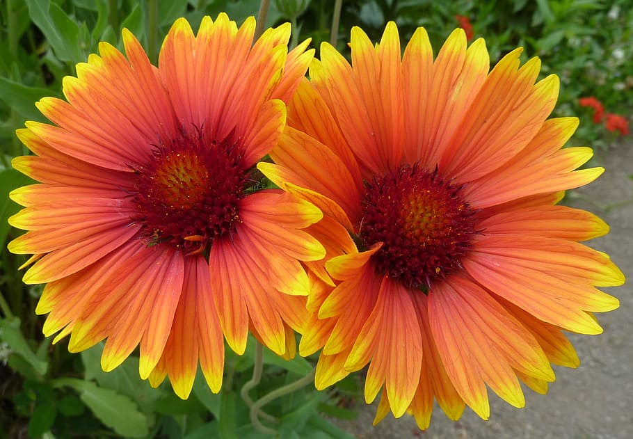 flowers, yellow, pair, twin, bloom, macro, orange, flowering plant HD wallpaper