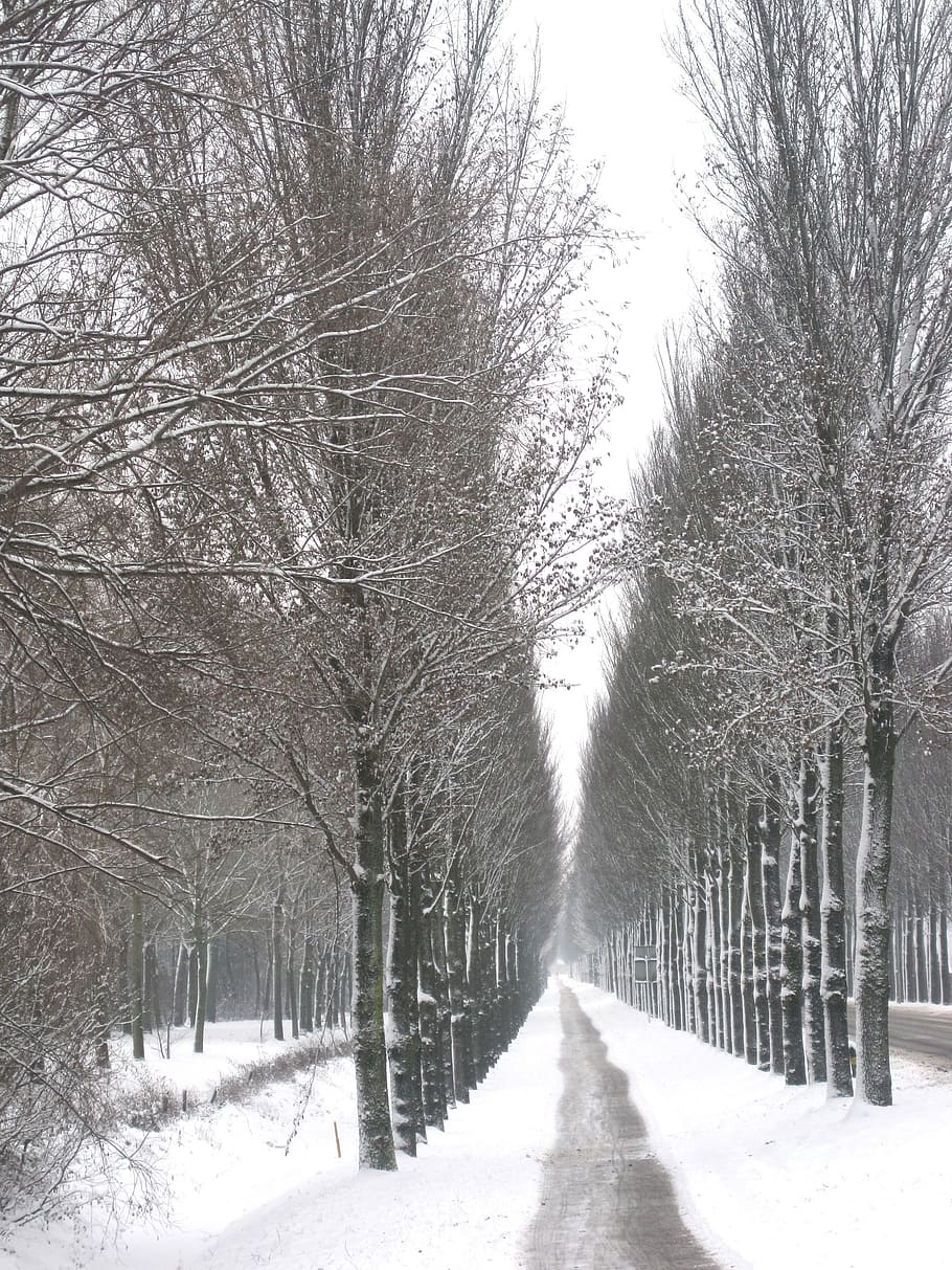 landscape, winter, snow, ice, forest, trees, woods, lane, trail HD wallpaper