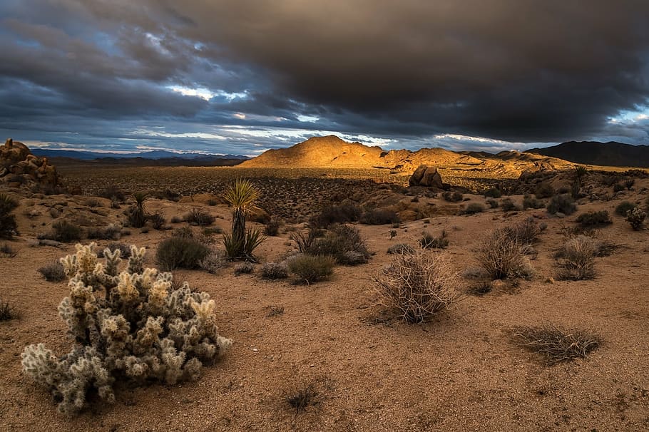 landscape photography of desert under nimbus clouds, sunset, trees