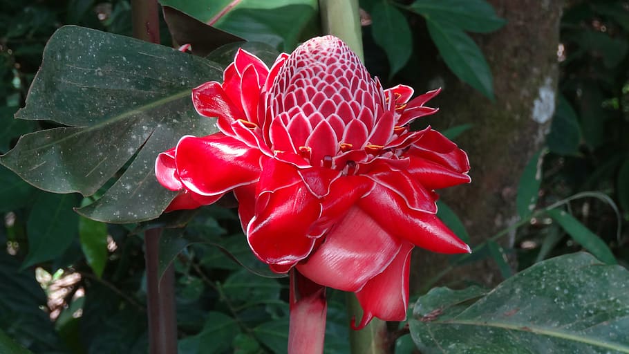 valle del cauca colombia cali, eliconias, flowers, nature, red, HD wallpaper