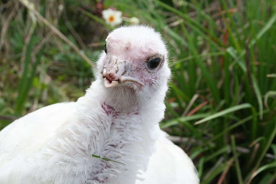 turkey, hen, white, bird, farm, domestic, poultry, animal, nature HD wallpaper