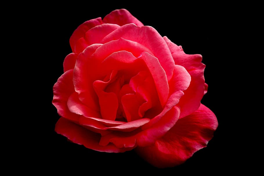 rosa, flower, color, black background, flowering plant, petal HD wallpaper