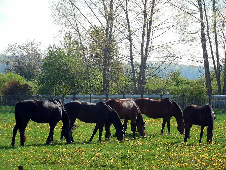 Horses, Paddock, Coupling, Pasture, animal, mane, horse head HD wallpaper