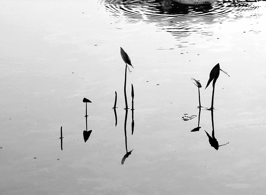 reflection, black and white, river, leaf, nature, water, bird HD wallpaper