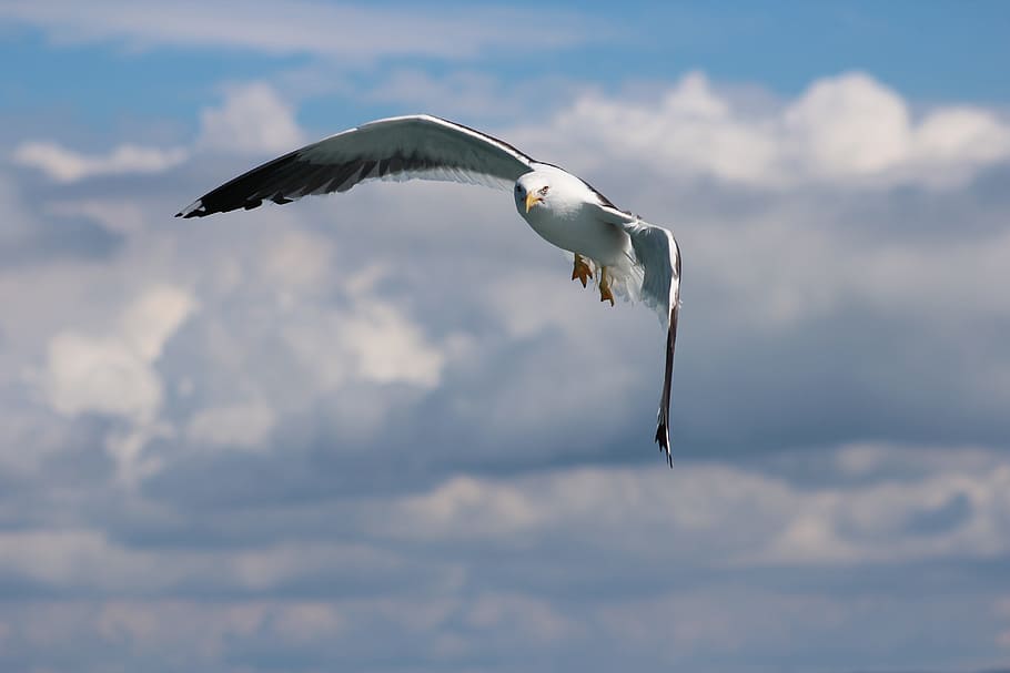 bird, flight, nature, sky, dom, wildlife, wing, seagulls, outdoors HD wallpaper