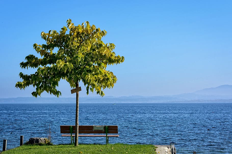 tree, bank, individually, bench, lake, landscape, water, nature HD wallpaper