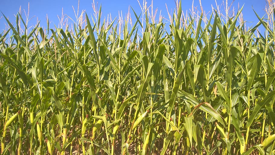cornfield, sky, nature, landscape, summer, agriculture, green HD wallpaper
