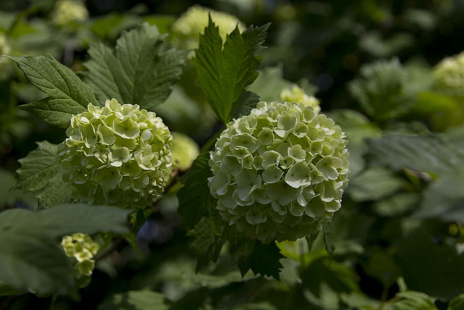 blossom, bloom, snow ball, spring, fuzzy snowball, real snow ball HD wallpaper