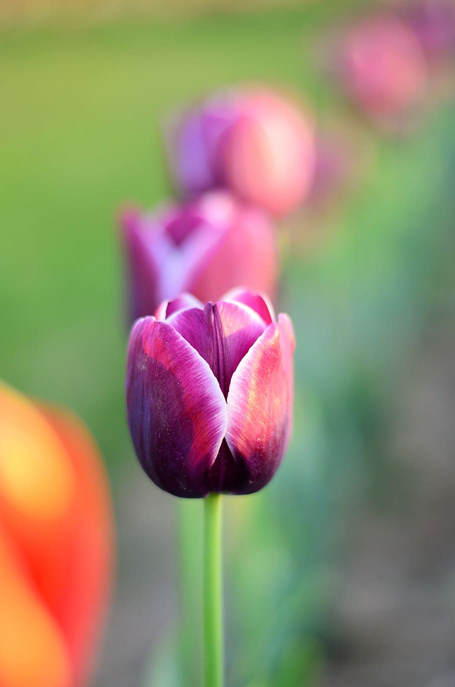 Tulips, Flower, Macro, Close-Up, beautiful, spring, green, leaves HD wallpaper