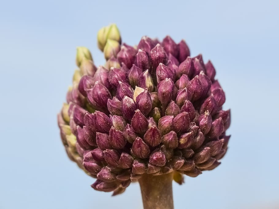 Allium, Wildflower, Spring, nature, blooming, blossom, spring wild flower HD wallpaper