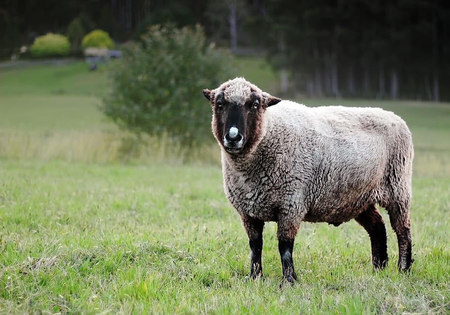 Sheep, Paddock, Grazing, Agriculture, wool, farm, grass, rural HD wallpaper