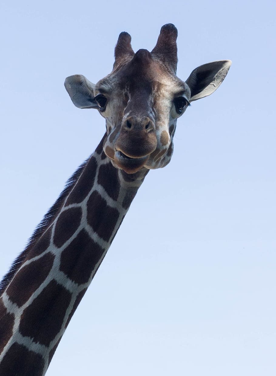 jirafa fondo de cielo | Jirafas, Papel tapíz de animales, Animales