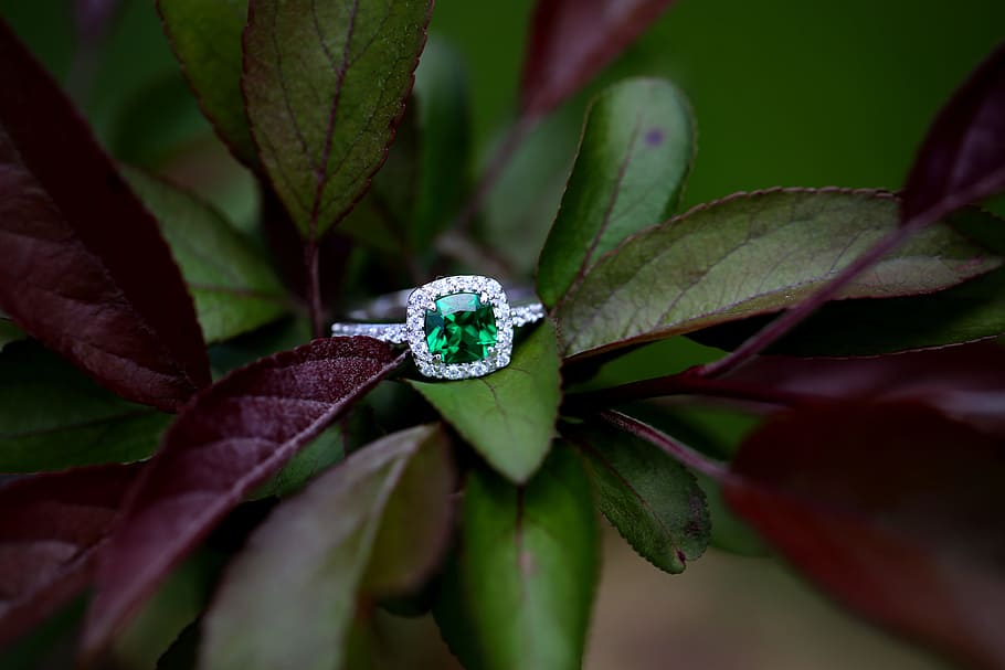 ring, tree, engagement, nature, leaf, plant part, close-up HD wallpaper
