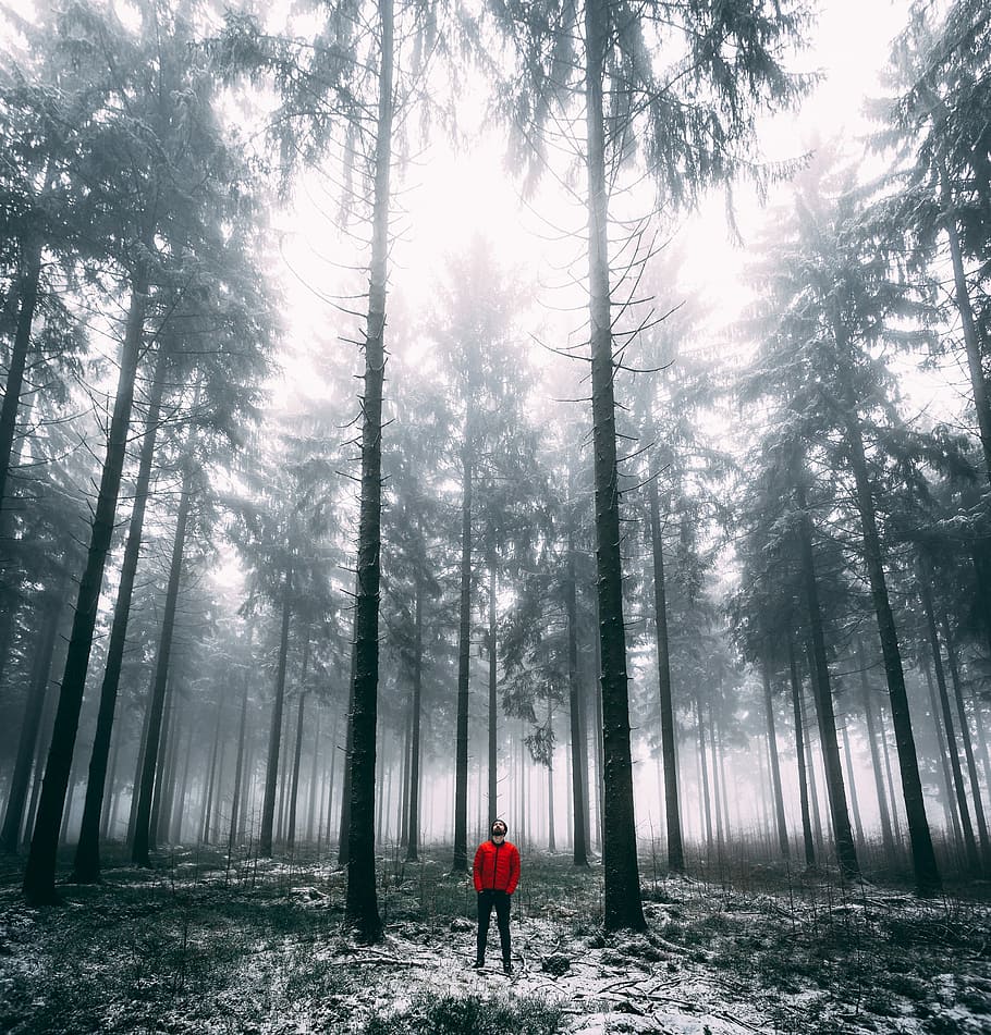 man standing in forest at daytime, mist, fog, tree, countryside HD wallpaper
