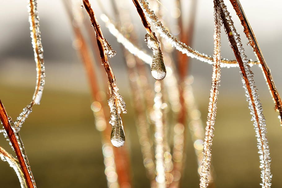 water droplets on tree branchers, drip, dew, dewdrop, leaf, grass, HD wallpaper