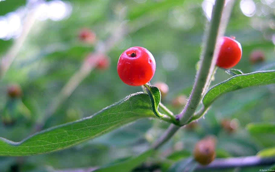 cherry, red, nice, fruit, growth, leaf, plant part, healthy eating HD wallpaper
