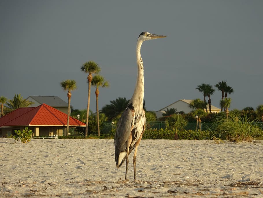 bird, beach, mar, sand, vertebrate, animal, animal themes, animal wildlife HD wallpaper