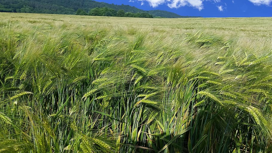 wheat, field, summer, sun, sunny day, beautiful, nature, view HD wallpaper