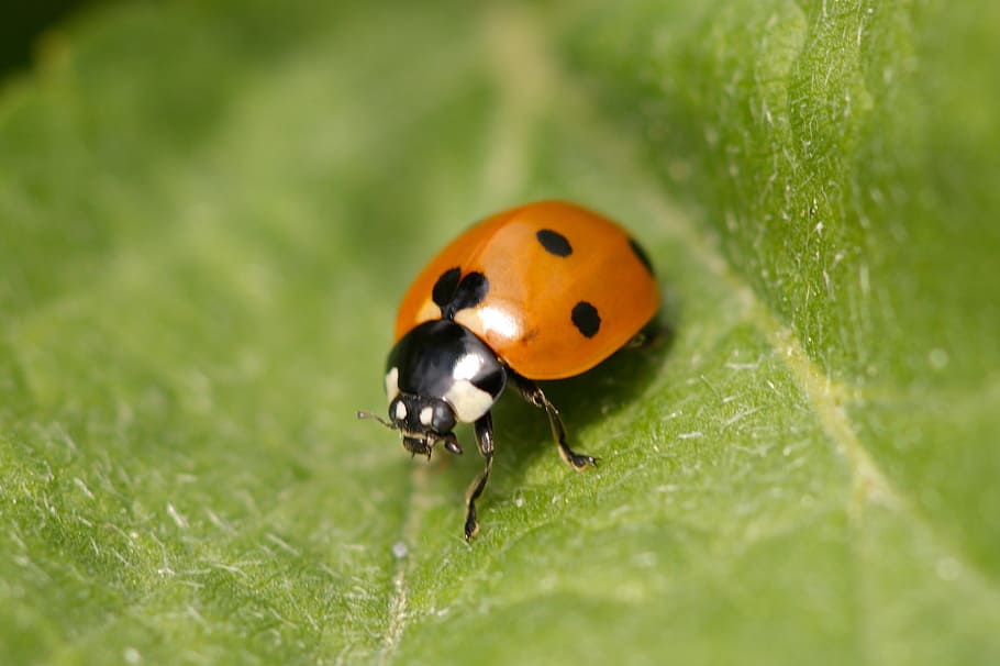 ladybug, points, beetle, lucky charm, close, red, cute, nature, HD wallpaper