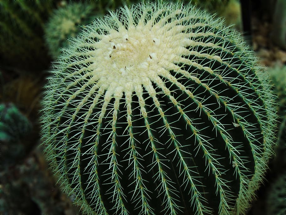 cacti, desert, cactus, prickly, botanical, pattern, mexico HD wallpaper