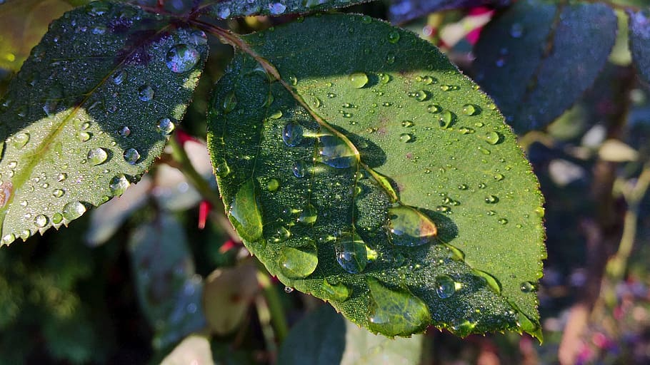 foliage, dew, nature, caul, rose, in the morning, drop, wet HD wallpaper