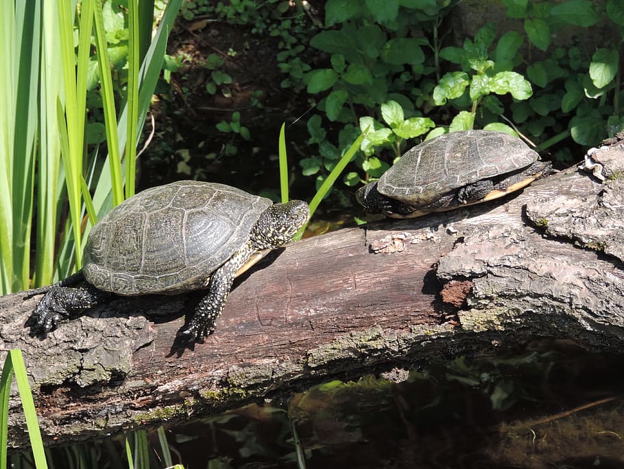 Tortoise, Water Turtle, Zoo, slowly, panzer, one animal, reptile HD wallpaper