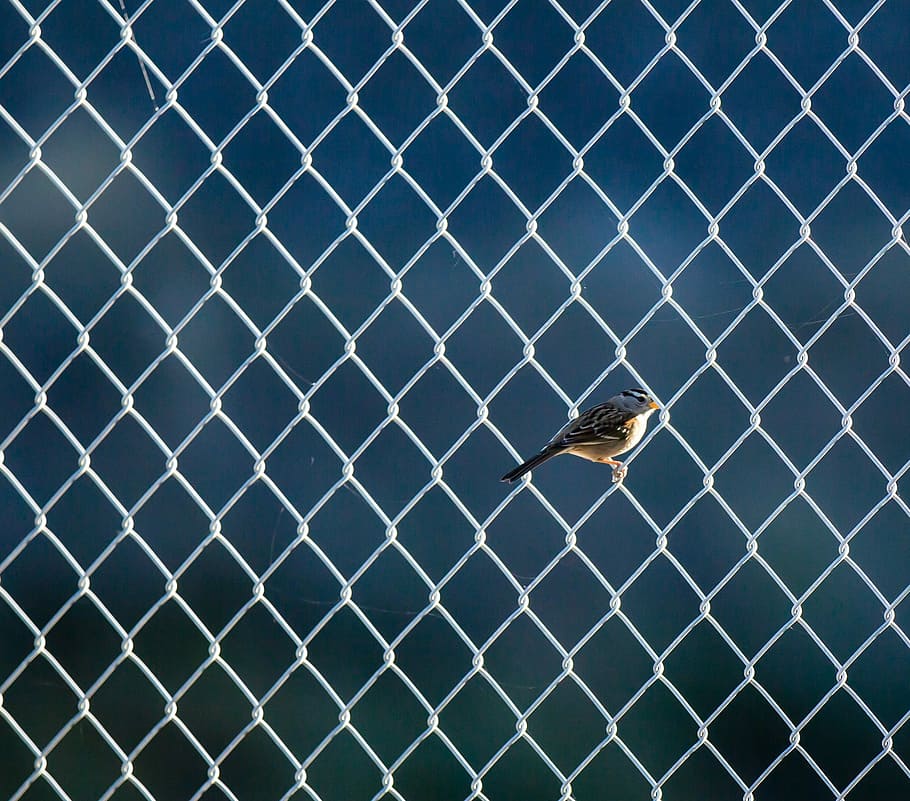 gray and white bird on cyclone fenc, selective focus photography of hummingbird on link fence HD wallpaper