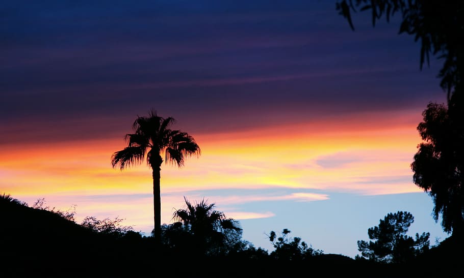 Sky, Sunset, Palm, Tree, Landscape, summer, nature, desert HD wallpaper
