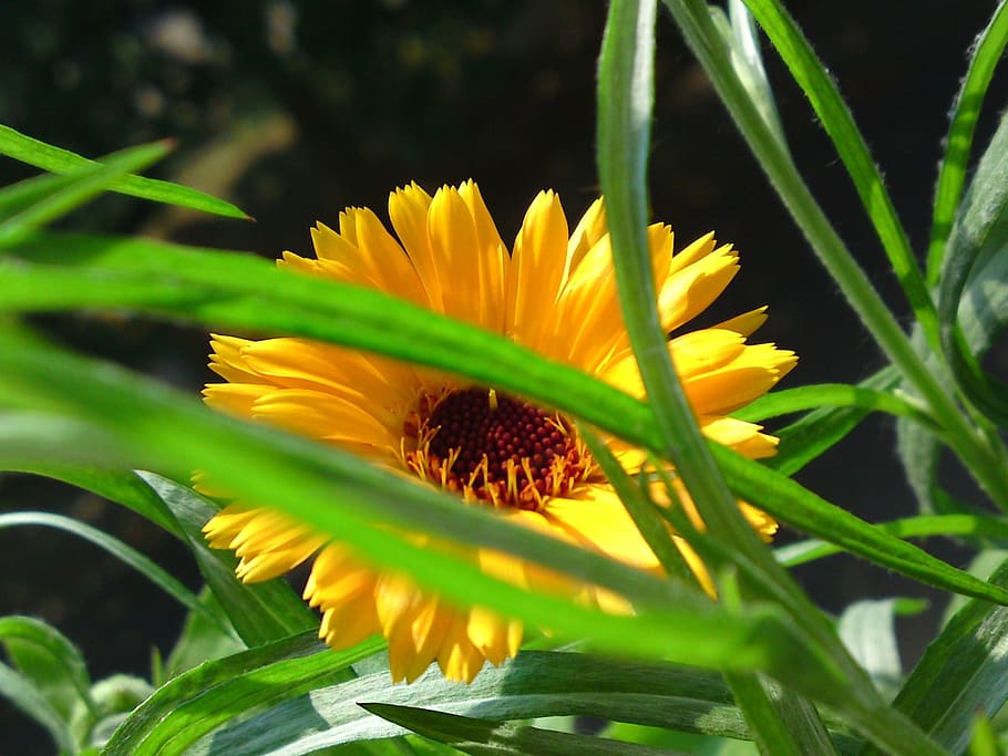 flower, blossom, bloom, orange, nature, plant, spring, wild flower HD wallpaper