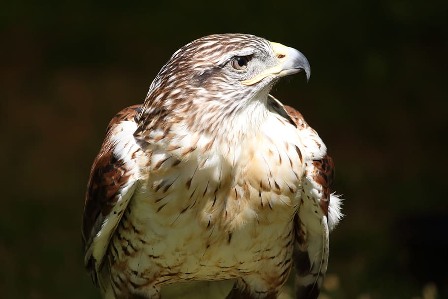 Red-Tailed, Hawk, Bird, Raptor, perched, standing, predator HD wallpaper