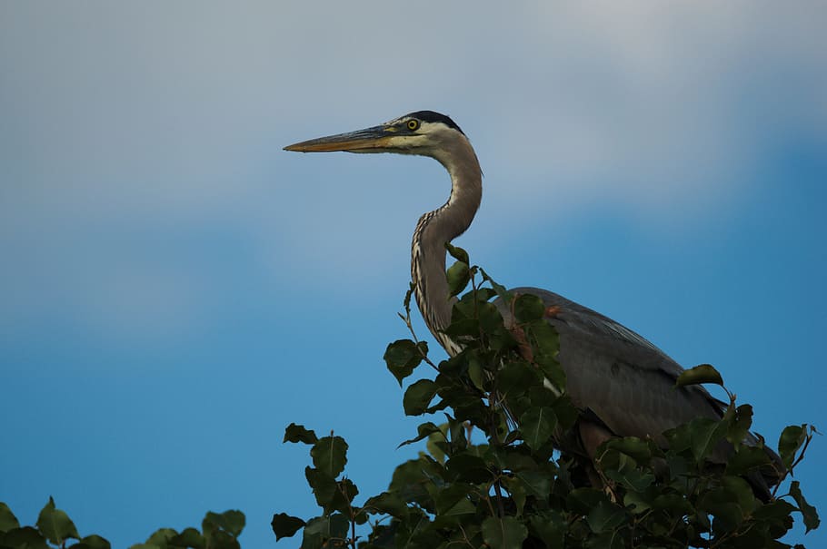heron, bird, beak, animal themes, animal wildlife, animals in the wild HD wallpaper