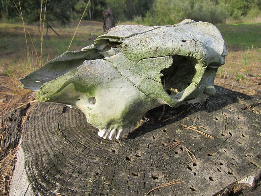 Skull, Bone, Animal, Teeth, Death, skeleton, horror, symbol HD wallpaper