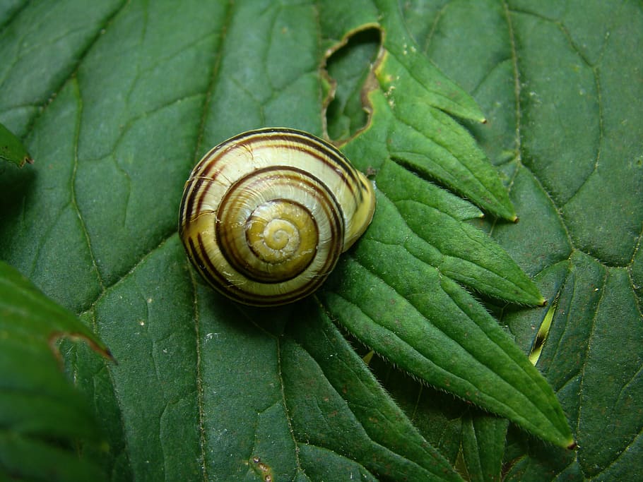slug, animals, sea shells, snail, slimy, mollusk, nature, gastropod HD wallpaper