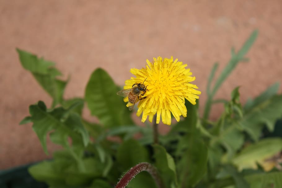 bee, flower, dandelion, pollination, blooming, single, one HD wallpaper