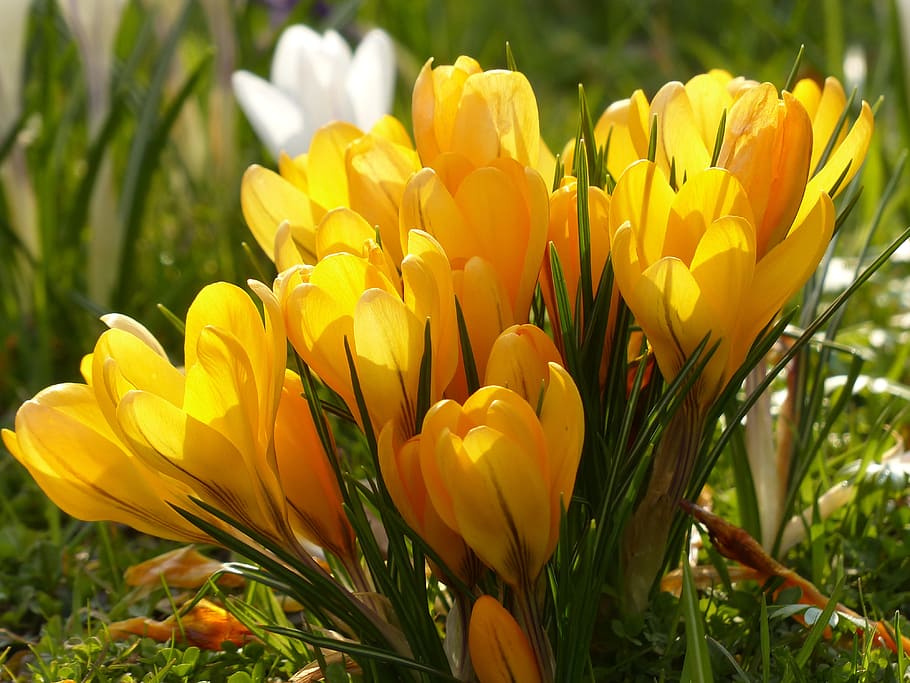 crocus, yellow, white, bloom, blossom, plant, nature, spring HD wallpaper