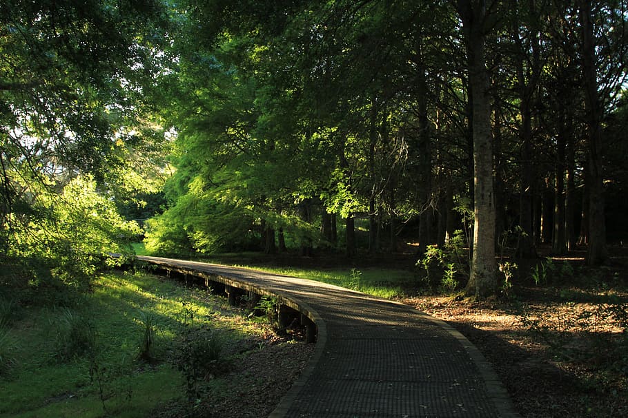 Forest, Walkway, Nature, Outdoor, park, pathway, footpath, foliage HD wallpaper